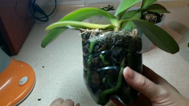 НЕПРИЯТНОСТИ МОИХ ОРХИДЕЙ смотреть онлайн