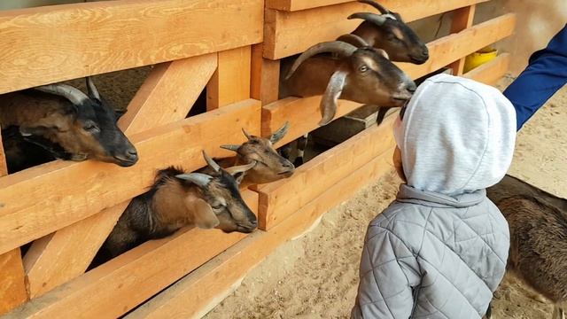 Козочки-попрошайки и ослик. Ребенок и животные. Goats and donkey. Mini zoo. смотреть онлайн