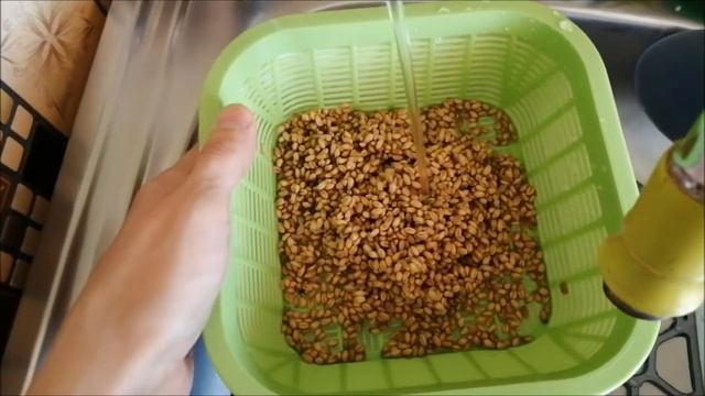 Как прорастить пшеницу / Обзор на проращиватель смотреть онлайн