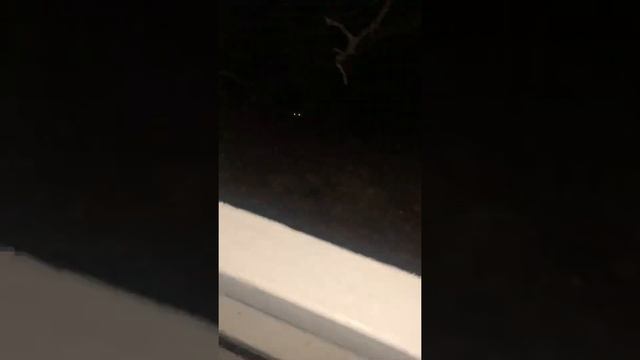 Дикие еноты, но как все понимают смотреть онлайн