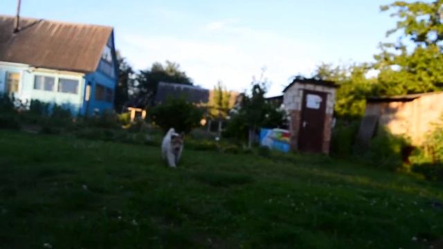 Лабрадор и его первый день на даче! смотреть онлайн