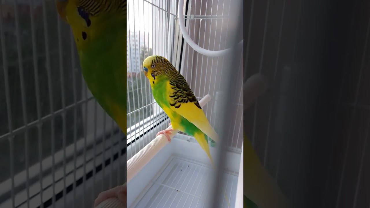 Серьезный Григорий смотреть онлайн