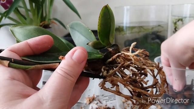 Психопсис MARIPOSA. Неприятные новости и пересадка.
