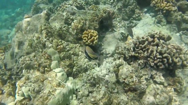 Coral Dreams Mauna Lani смотреть онлайн