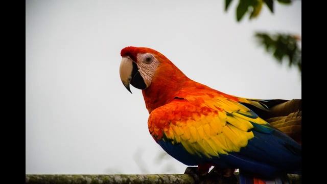 Пение птиц , Нежная музыка для души ,Наслаждайтесь спокойной фортепианной и гитарной музыкой для сн смотреть онлайн