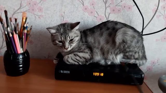 Кот забыл меня///пока была в больнице.The cat forgot me.I was in the hospital.😔 смотреть онлайн