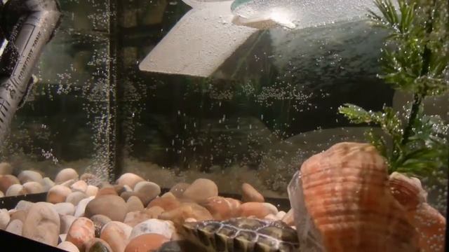 Черри и роголистник смотреть онлайн