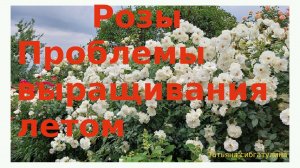 Розы Проблемы выращивания летом