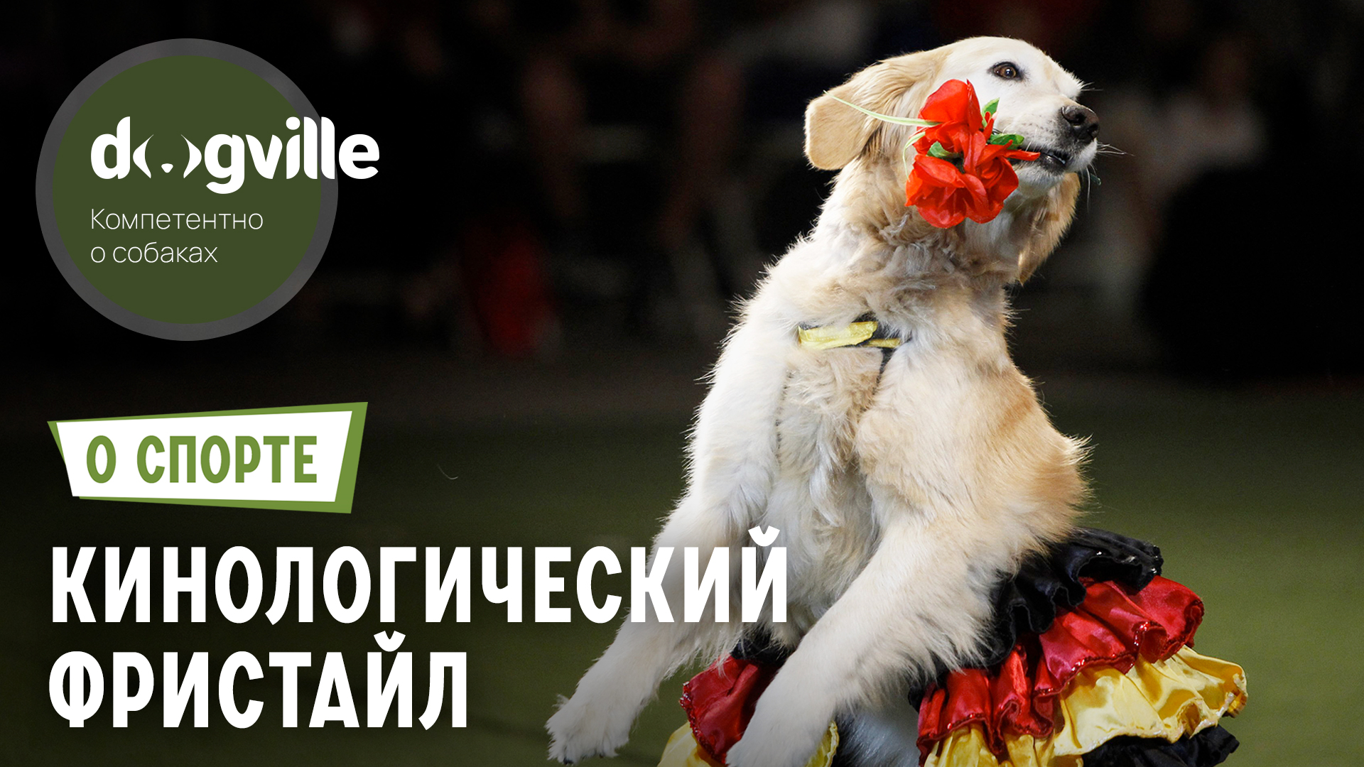Кинологический фристайл – О спорте