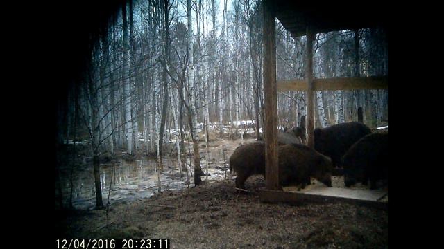 Видео с фотоловушки Кабаны на прикормочной площадке на кормовом поле смотреть онлайн