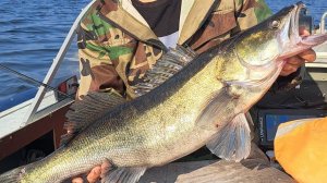 Рыбалка на судака с лодки.  Огромный Судак на Джиг - это круто!