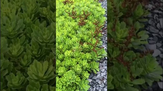 Очиток Миддендорфа  (Sedum Middendorfianum).