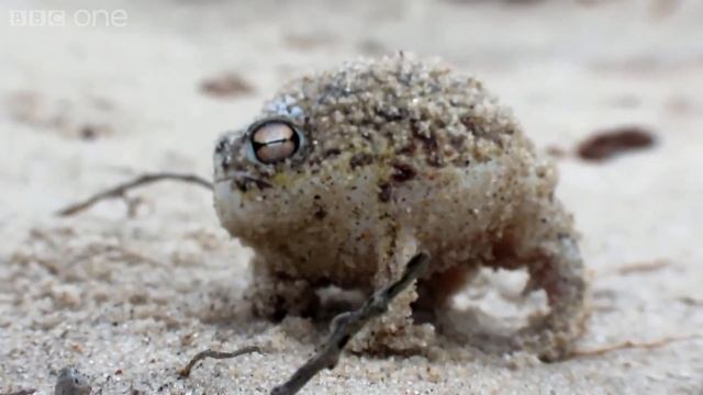 Angry Taunting AoE2 Frog смотреть онлайн