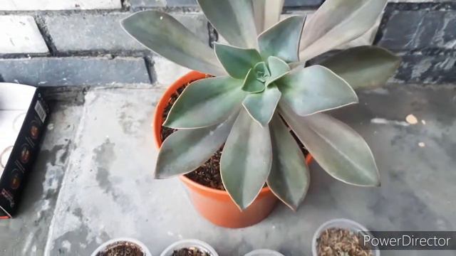 SUCCULENT ECHEVERIA GIBBIFLORA CARE TIPS смотреть онлайн