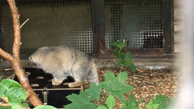 Wildcat Manul (Pallas cat) catching mice and eats it. смотреть онлайн