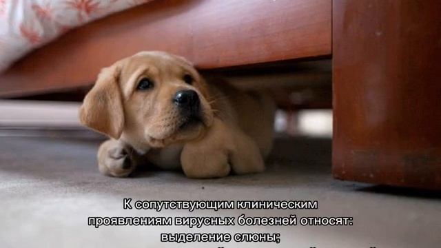 Почему собака дрожит, вялая и часто дышит смотреть онлайн