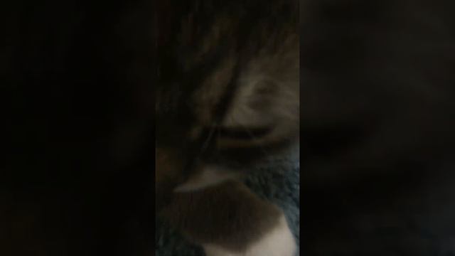 Мой кот дерёт ковёр смотреть онлайн