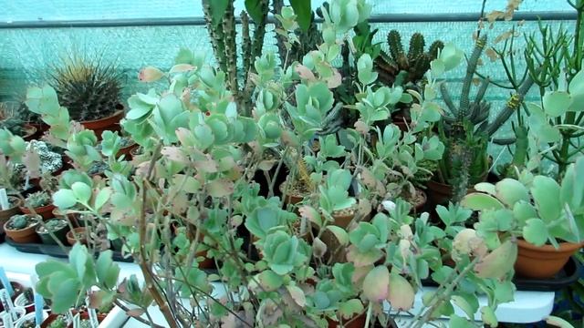 Propagating Succulents - Kalanchoe fedtschenkoi - How to Prune & take Cuttings, Lavender Scallops. смотреть онлайн