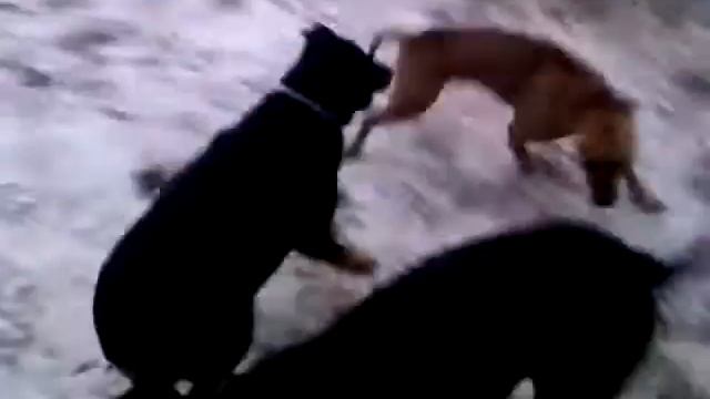 American Pit Bull Terrier, Cane corso italiano, Rottweiler, Eskimo dog laika American Cocker Spanie смотреть онлайн