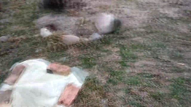 Укрытие однолетнего винограда на зиму. смотреть онлайн