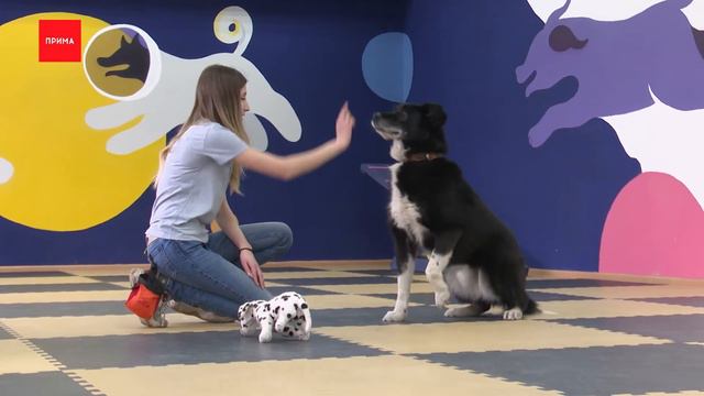 «ПовоДОГ»: Бруно смотреть онлайн