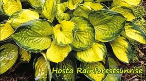 Хоста на дачном участке 1.. Сорта  хост по цвету листьев. Классификация хост .