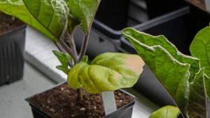 Почему желтеют листья у рассады баклажанов