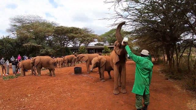Nairobi must see: Giraffe Manor, Elephant Orphanage, “Out of Africa” & Giraffe Sanctuary 2021/2022 смотреть онлайн