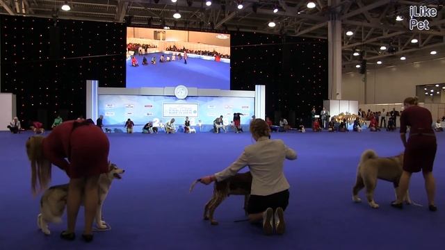 Best in show Лучший бэби 18 марта на Евразии 17 ilikepet смотреть онлайн
