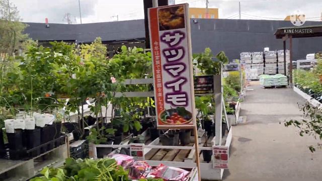 ЯПОНСКИЙ МАГАЗИН ДЛЯ ДАЧНИКОВ. Рассады, кустарники, кактусы и палатки. смотреть онлайн