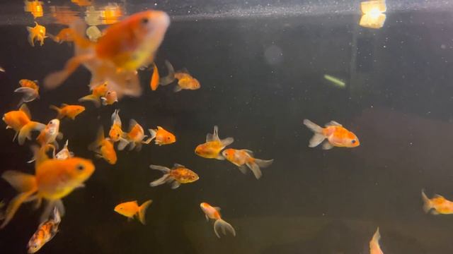 Кормление золотых рыбок смотреть онлайн