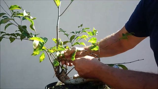 Pré bonsai de jequitibá rosa por brotação de raiz смотреть онлайн