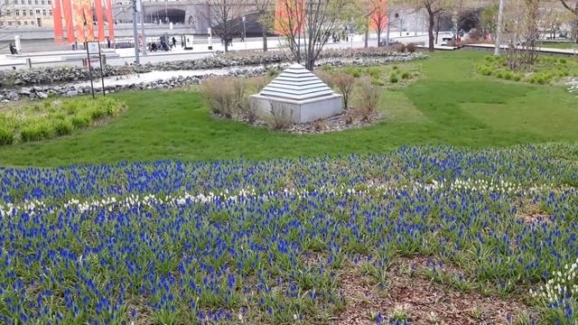 Москва. Парк Зарядье. Цветение гиацинтов. Ландшафтная зона Прибрежный лес. Май 2022 года. смотреть онлайн