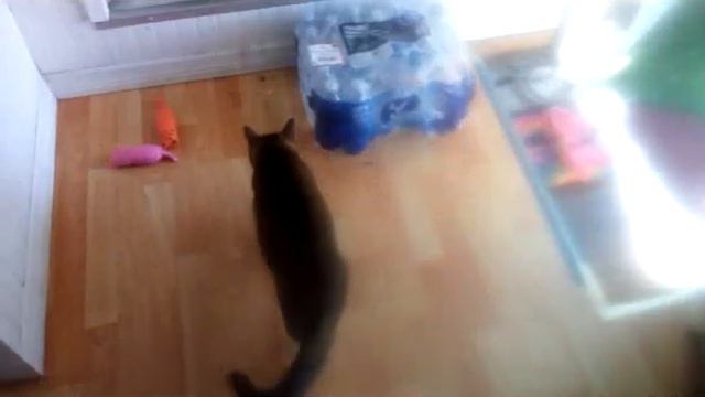 Stormy Little Grey Outside Daisy Chases A lizard смотреть онлайн