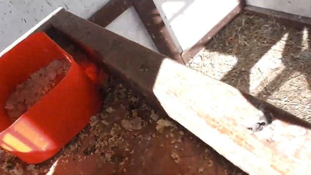 Как живут попугаи на улице смотреть онлайн