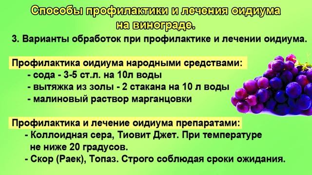 Как надежно защитить виноград от оидиума смотреть онлайн