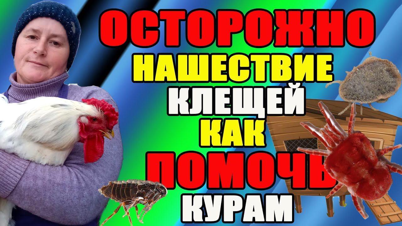 Почему куры БОЯТСЯ заходить в курятник. НАШЕСТВИЕ клещей, как помочь курам. смотреть онлайн