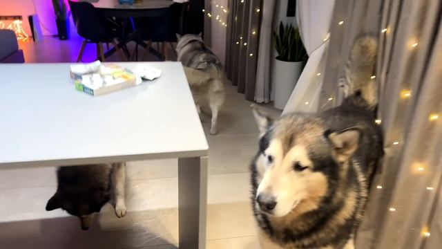 ТОП 20 ПРИЧИН НЕ ЗАВОДИТЬ ХАСКИ и не покупать собаку !