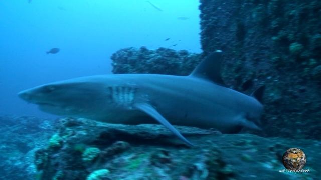 Мир приключений - Остров Кокос. Дайвинг. смотреть онлайн