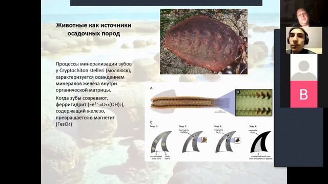 Биогенные осадочные породы смотреть онлайн