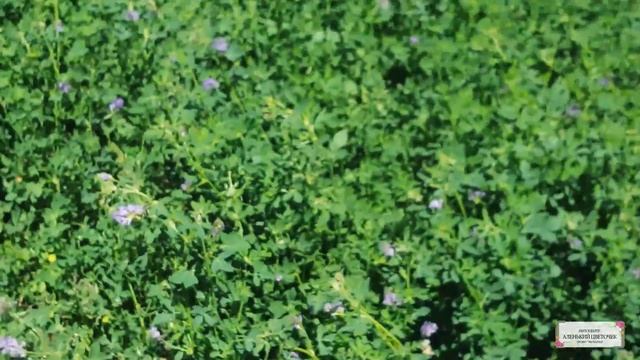 Что растет возле вашего дома? Как узнать, какие травы вам подходят? смотреть онлайн