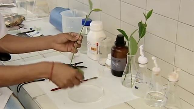 PLANT TISSUE CULTURE CSIR смотреть онлайн