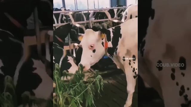 травка вкусная была