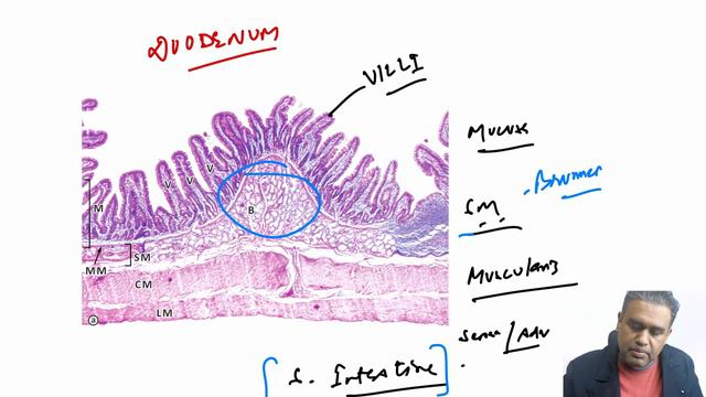 10 IMAGES in 7 min ( Histology Day 2 ) NEET PG / INICET || @humananatomybydrankit смотреть онлайн
