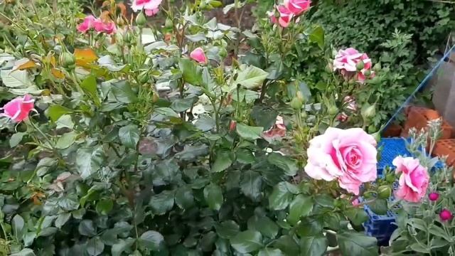 ЛЕРУА МЕРЛЕН , дача и КЛУБНИКА ?! ? смотреть онлайн