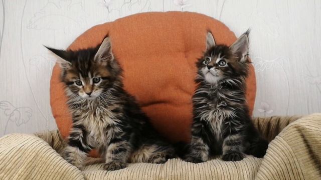Cleo & Chess Maine Coon kittens from litter C2 смотреть онлайн