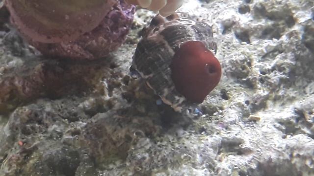 Natural sea water marine aquarium hermit crab and anemone symbiosis . смотреть онлайн