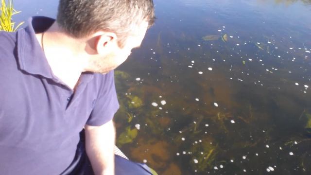 Нерест лещей и густеры. 1 смотреть онлайн