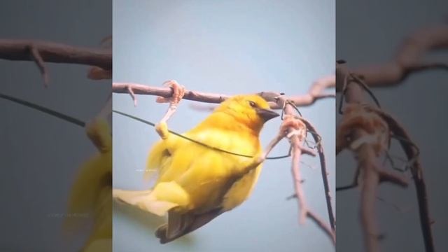 Разнообразие животных. Удивительные птицы. Amazing birds. Birds. Птицы. Разные виды птиц смотреть онлайн