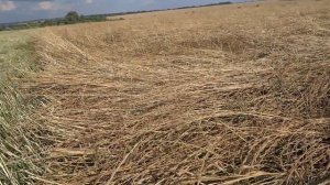 Райграс однолетний. 21.07.20